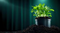 Young green sprouts growing in black pot with fertile soil on dark background with dramatic lighting and copy space for gardening concepts.