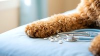 Fluffy dog paw resting on examination table next to stethoscope in bright veterinary clinic office during routine health checkup appointment.