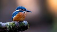 Common kingfisher perched on mossy branch against blurred natural background, vibrant blue and orange feathers in sharp detail, side profile view of small bird.