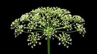 Queen Anne's lace flower head isolated on transparent background, ready for clipart, t-shirt design, stickers, print-on-demand products, and sublimation projects.