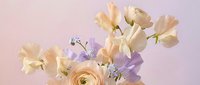 Elegant spring bouquet with cream roses, sweet peas and delicate purple flowers on soft pink background for wedding, romance and floral design projects.