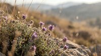 Wild purple lavender flowers blooming on rocky hillside with soft golden sunlight and blurred mountain landscape in background.