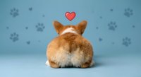 Adorable orange and white corgi puppy sitting with back turned showing fluffy rear end, red heart floating above on blue background with paw prints.