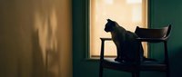 Black cat silhouette sitting on wooden chair by window with warm sunlight streaming through, creating dramatic shadows on wall for cozy home interior design.