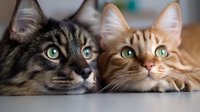 Close up portrait of tabby and ginger cats with bright green eyes lying together, looking up with curious expression. Pet friendship and companionship concept.