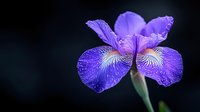 Vibrant purple iris flower with delicate petals covered in morning dew drops against dark background, showcasing intricate natural patterns and botanical details.
