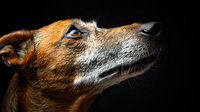 Close up portrait of brown dog with expressive blue eyes looking up against dark background, dramatic lighting highlights facial features and fur texture.