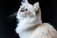 White ragdoll cat with striking blue eyes and long fur looking up against dark background, dramatic portrait showcasing feline grace and elegance in studio lighting.