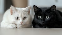 White and black cats lying together, contrasting colors create striking composition showing friendship between felines, close up portrait of domestic pets.
