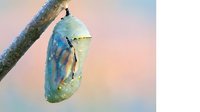 Green chrysalis hanging from branch during metamorphosis transformation process with soft pastel background for nature and biology concepts.