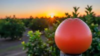 Fresh ripe grapefruit on tree branch in citrus grove during golden hour sunrise with warm sunlight and lush green foliage creating natural farming backdrop.