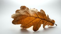 Dried oak leaf with brown and golden tones isolated on white background, suitable for autumn designs, educational materials, and seasonal decorative projects.