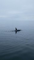Orca whale swimming in calm ocean waters with dorsal fin visible above surface creating ripples under overcast sky for marine wildlife content.