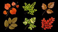 Six autumn and spring leaves set isolated on transparent background, ready for stickers, clipart, t-shirt design, sublimation, and print on demand projects.