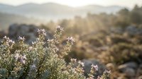 Wild rosemary herbs blooming with small white flowers in golden sunlight against blurred mountain landscape background for natural wellness content.