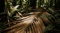 Tropical palm fronds and lush green foliage create natural jungle atmosphere with warm sunlight filtering through dense vegetation canopy.