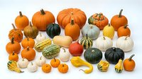 Assorted pumpkins, squashes and gourds in various sizes and colors arranged on white background for autumn harvest, fall decoration and seasonal design projects.