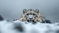 Snow leopard resting on snowy ground during snowfall, intense direct gaze at camera, majestic predator close-up portrait showing spotted fur pattern and distinctive facial features.