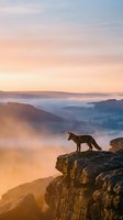 Wolf standing on rocky cliff edge at sunrise overlooking misty valley landscape. Suitable for wildlife, nature, adventure, and inspirational projects.