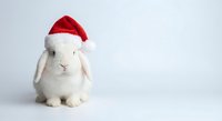 Adorable white rabbit wearing red Santa hat on clean background for Christmas holiday greeting cards and seasonal marketing campaigns.