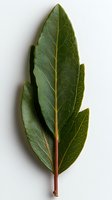 Fresh bay leaf with prominent veins and stem isolated on white background, showing natural texture and color variation. Culinary herb for cooking and design.