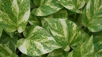 Lush variegated pothos leaves with green and cream patterns create natural botanical background for home decor and gardening projects.