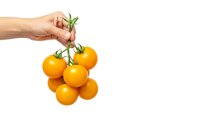 Hand holding fresh orange cherry tomatoes on vine isolated on white background for healthy cooking and organic food concepts.
