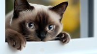 Siamese cat with striking blue eyes peering over white ledge, paws visible, against soft blurred background. Close up portrait showing curious expression.