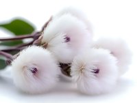 Delicate white dandelion seed heads with purple centers on soft white background, creating dreamy botanical composition. Natural macro photography for spring season.