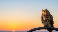 Majestic owl perched on branch during golden hour sunset with warm sky colors. Wildlife bird of prey in natural habitat for nature photography projects.