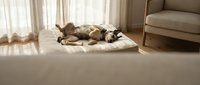 Brown and white dog sleeping peacefully on soft cushion in bright living room with natural sunlight streaming through sheer curtains.
