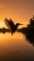 Kingfisher bird silhouette flying over calm lake water at golden sunset with spread wings reflected in peaceful wetland landscape for nature photography.