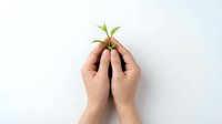Hands gently holding small green plant sprout symbolizing growth, care, environmental protection and new life on clean white background.