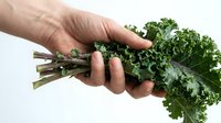 Fresh organic kale bunch held in hands showing healthy green leafy vegetables for cooking and nutrition on white background.