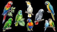 Colorful parrot clipart set with macaw, cockatoo, lorikeet, budgie and African grey, isolated on transparent background, ready for stickers, t-shirt design and print on demand.