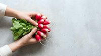 Fresh red radishes with green leaves held in hands on gray concrete surface, organic produce and healthy eating concept.