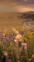 Golden sunset over countryside meadow with purple wildflowers and winding dirt road through rolling hills creating warm atmospheric landscape scene.