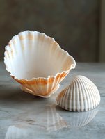 Empty white and orange seashells on marble surface with reflection, natural lighting creates soft shadows. Coastal decor and marine life concept.