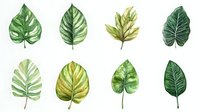 Watercolor tropical leaves collection featuring monstera, philodendron and exotic foliage in various shades of green, painted in botanical illustration style.