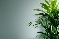 Fresh green palm leaves against minimal gray background, creating modern botanical composition with strong diagonal lines and negative space.