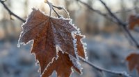 Frost-covered brown maple leaf hanging on bare winter branch with ice crystals forming delicate white edges against blurred natural background.