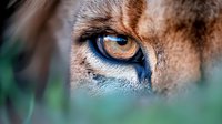 Close-up macro shot of wild lion eye with striking amber color and detailed iris texture against blurred natural green background, showing power and intensity of predator.