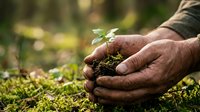 Mature male hands holding young seedling with soil in moss-covered ground, representing environmental conservation, sustainable agriculture, and ecological restoration for gardening and nature projects.