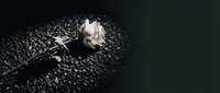Overhead view of a single white rose lying on dark textured surface with scattered petals and dramatic lighting, suitable for funeral, grief, and memorial design projects.