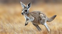 Red kangaroo hopping through tall dry grass in Australian outback wilderness, captured in dynamic motion against natural golden background during sunset.