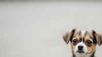 Adorable tricolor puppy with brown white and black markings peeking from corner against neutral background for pet care and animal content.