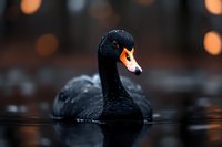Black swan swimming in dark water with bokeh lights in background, close-up portrait showing distinctive orange beak and elegant neck posture in moody evening atmosphere.