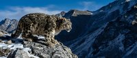 Snow leopard standing on rocky cliff in mountain wilderness with snowy peaks and blue sky background for wildlife conservation campaigns.