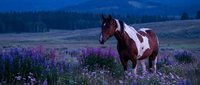 Paint horse standing in purple wildflower meadow at dusk with mountain forest backdrop. Equine grazing in natural pasture landscape during golden hour twilight.