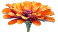 Vibrant orange zinnia flower with purple center and layered petals in watercolor style on white background, isolated botanical illustration for decorative projects.